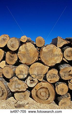 A pile of logs View Large Photo Image Stock Photography - A pile of logs. Fotosearch