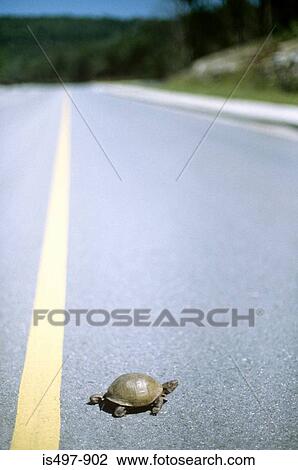 A tortoise crossing a road View Large Photo Image Stock Image - A tortoise crossing a road. Fotosearch
