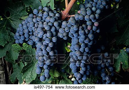 Picture - Cabernet sauvignon grapes. Fotosearch
