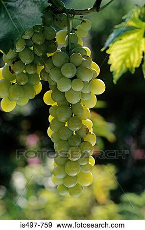 Chasselas grapes View Large Photo Image Stock Photo - Chasselas grapes. Fotosearch