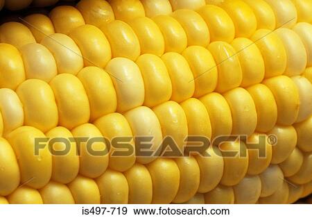 Corn on the cob View Large Photo Image Stock Photo - Corn on the cob. Fotosearch