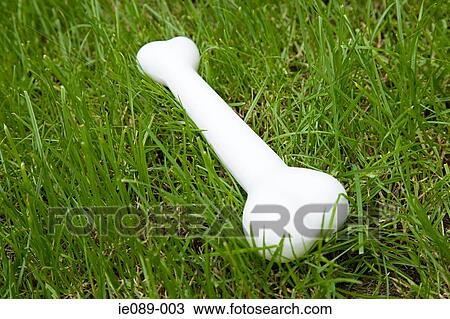 Dog bone View Large Photo Image Stock Image - Dog bone. Fotosearch