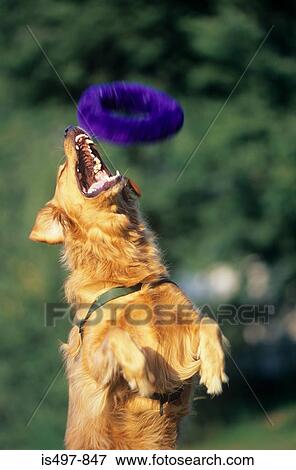 Dog catching toy View Large Photo Image Stock Photo - Dog catching toy. Fotosearch