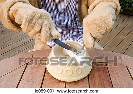 Stock Photo - Dog cutting a bone. Fotosearch