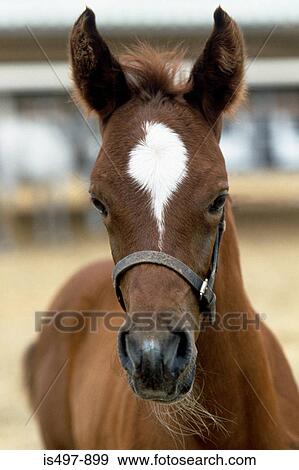 Foal View Large Photo Image Stock Photo - Foal. Fotosearch
