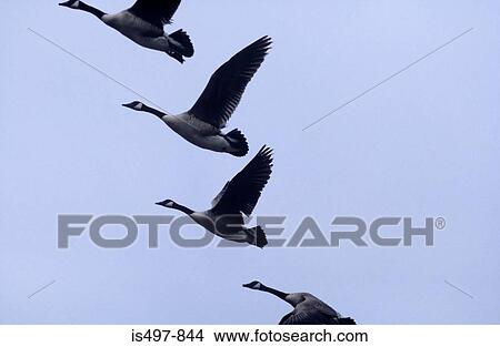 Geese flying View Large Photo Image Picture - Geese flying. Fotosearch