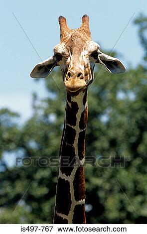 Giraffe View Large Photo Image Stock Photo - Giraffe. Fotosearch