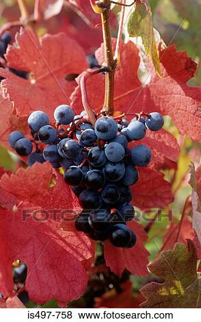 Grapes View Large Photo Image Stock Photo - Grapes. Fotosearch
