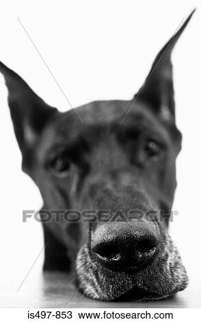 Great dane View Large Photo Image Stock Image - Great dane. Fotosearch