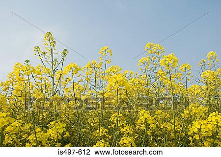 Oilseed rape plant View Large Photo Image Stock Image - Oilseed rape plant. Fotosearch