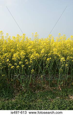 Oilseed rape plant View Large Photo Image Stock Image - Oilseed rape plant. Fotosearch