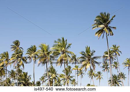 Palm trees View Large Photo Image Stock Image - Palm trees. Fotosearch