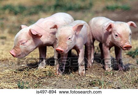 Piglets View Large Photo Image Picture - Piglets. Fotosearch