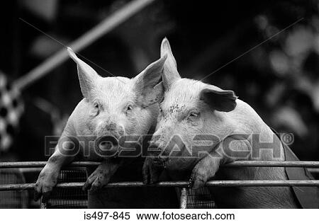 Two pigs View Large Photo Image Stock Photography - Two pigs. Fotosearch