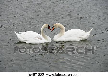 Stock Image - Two swans. Fotosearch