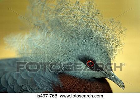 Victoria crowned pigeon View Large Photo Image Stock Photo - Victoria crowned pigeon. Fotosearch