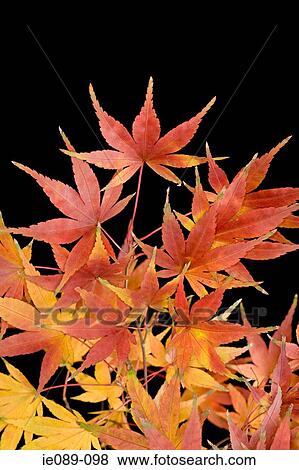 Autumn leaves View Large Photo Image Stock Photo - Autumn leaves. Fotosearch