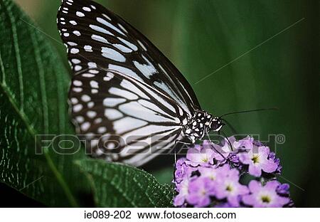 Stock Image - Butterfly. Fotosearch