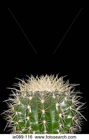 Cactus View Large Photo Image Stock Photograph - Cactus. Fotosearch