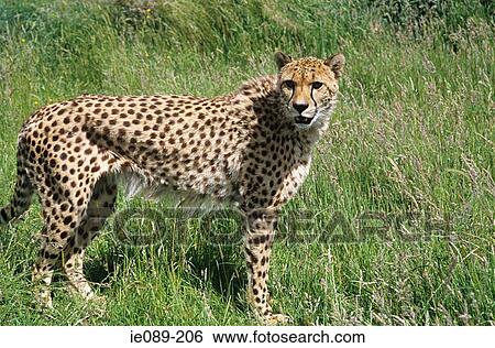 Cheetah View Large Photo Image Stock Photograph - Cheetah. Fotosearch