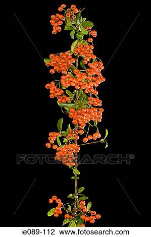 Firethorn View Large Photo Image Stock Image - Firethorn. Fotosearch