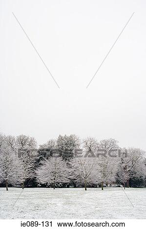 Frost covered trees View Large Photo Image Stock Image - Frost covered trees. Fotosearch