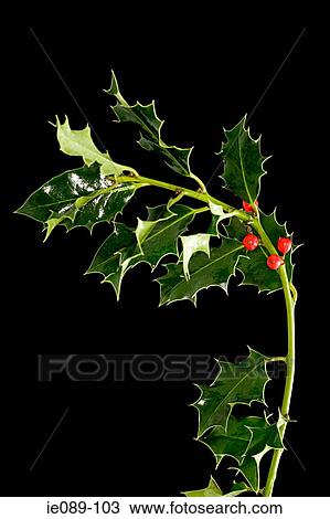 Holly View Large Photo Image Stock Image - Holly. Fotosearch