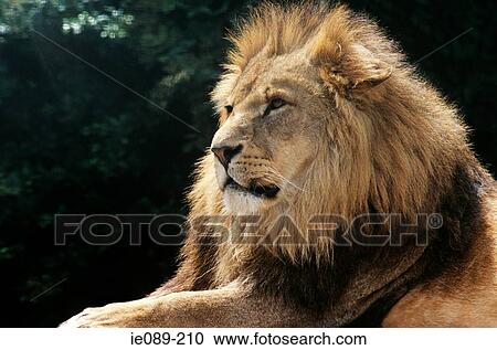 Stock Image - Lion. Fotosearch