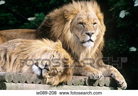 Lions View Large Photo Image Stock Photo - Lions. Fotosearch