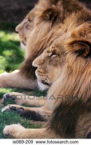 Lions View Large Photo Image Stock Photo - Lions. Fotosearch