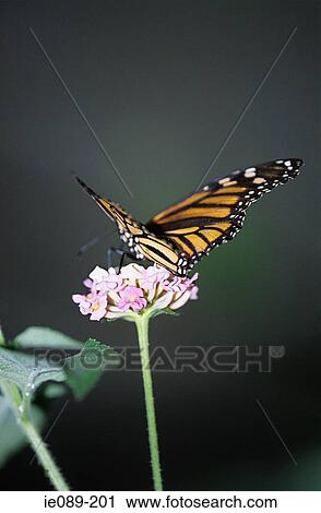 Monarch butterfly on flower View Large Photo Image Stock Image - Monarch butterfly on flower. Fotosearch