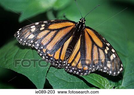 Monarch butterfly View Large Photo Image Stock Image - Monarch butterfly. Fotosearch
