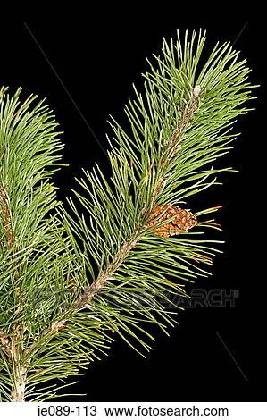 Pine branch View Large Photo Image Stock Image - Pine branch. Fotosearch