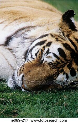 Sleeping tiger View Large Photo Image Stock Photo - Sleeping tiger. Fotosearch