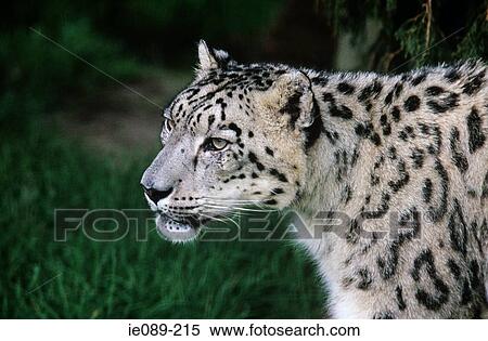 Snow leopard View Large Photo Image Stock Photography - Snow leopard. Fotosearch