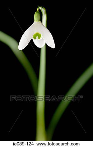 Snowdrop View Large Photo Image Picture - Snowdrop. Fotosearch