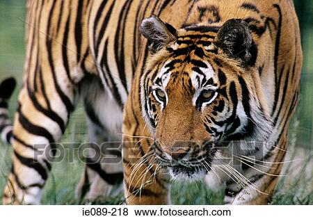 Stock Photo - Tiger. Fotosearch