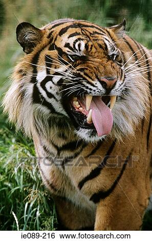 Tiger View Large Photo Image Stock Photograph - Tiger. Fotosearch