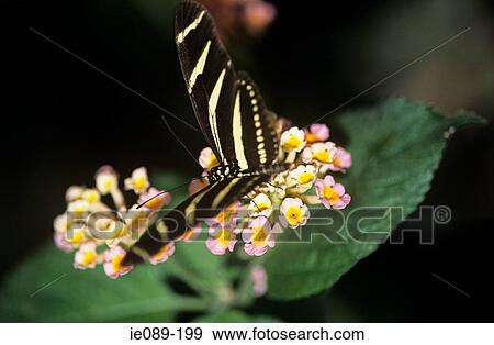 Zebra longwing butterfly View Large Photo Image Stock Photo - Zebra longwing butterfly. Fotosearch