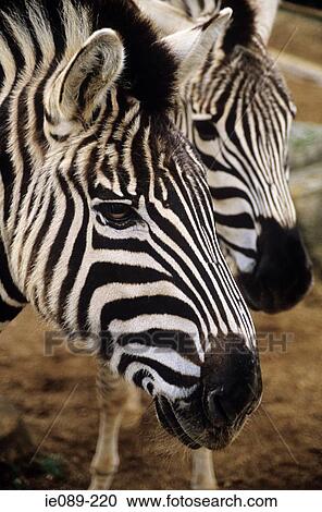 Zebras View Large Photo Image Stock Image - Zebras. Fotosearch