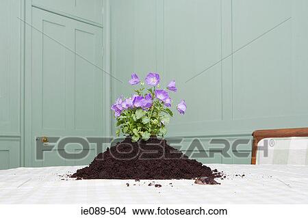 A flower and soil on a dining room table View Large Photo Image Picture - A flower and soil on a dining room table. Fotosearch