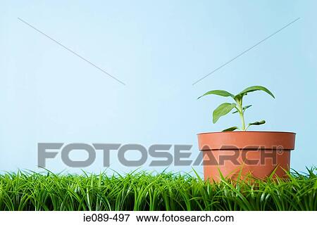 Stock Photo - A plant in a flower pot. Fotosearch