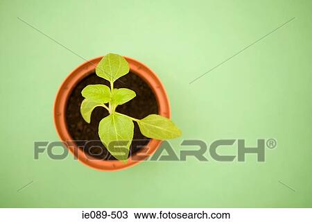 Plant View Large Photo Image Stock Image - Plant. Fotosearch