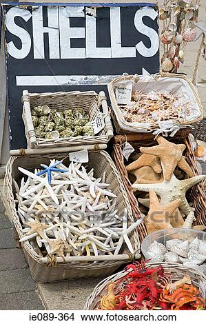 Shells View Large Photo Image Picture - Shells. Fotosearch