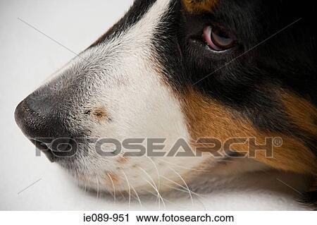 Bernese mountain dog View Large Photo Image Stock Image - Bernese mountain dog. Fotosearch