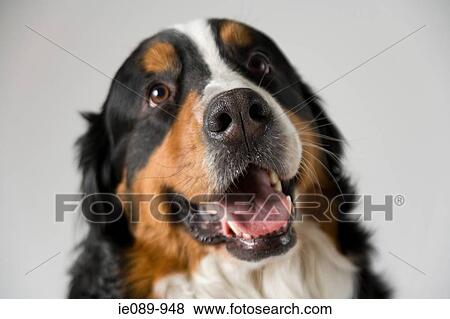 Bernese mountain dog View Large Photo Image Stock Photo - Bernese mountain dog. Fotosearch