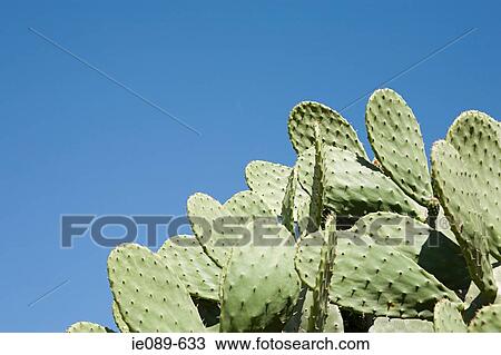 Stock Image - Cacti. Fotosearch