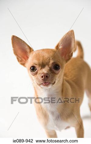 Chihuahua View Large Photo Image Stock Image - Chihuahua. Fotosearch