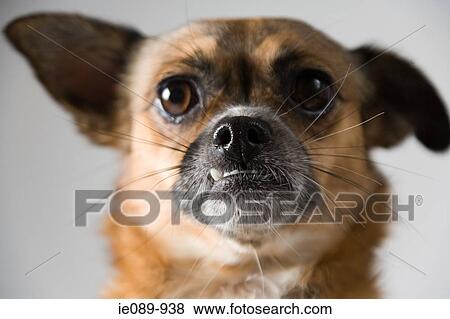 Chihuahua View Large Photo Image Stock Photo - Chihuahua. Fotosearch