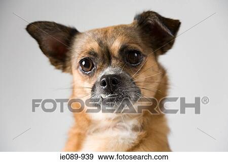 Chihuahua View Large Photo Image Stock Photo - Chihuahua. Fotosearch